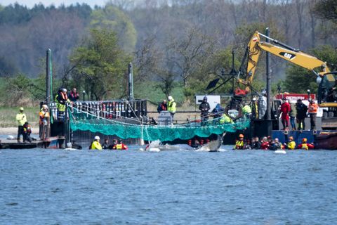 Das Tier bewegte sich durch eine zuvor ausgebaggerte Rinne in die sogenannte Barge, nachdem Helfer ihn zuvor mit Gurten in diese
