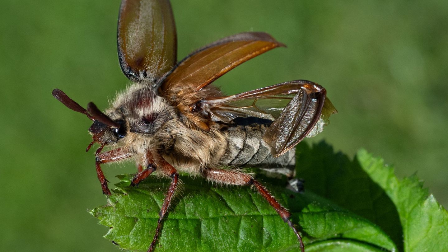 Die Insekten leben demnach zwischen zwei und vier Jahren als sogenannte Engerlinge im Boden. Foto: Boris Roessler/dpa