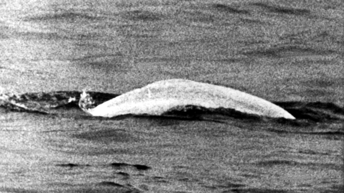 Tierrettung: Wal auf Abwegen: Vor 60 Jahren schwamm Moby Dick im Rhein