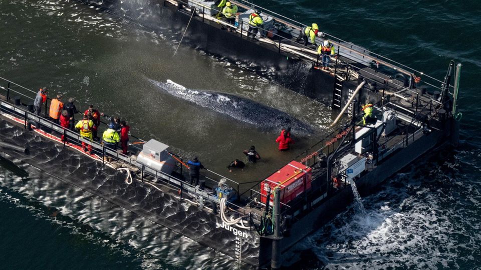 Der Buckelwal in der Ostsee befindet sich in der Barge