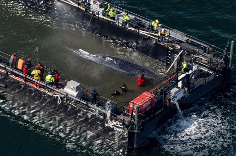Der Buckelwal in der Ostsee befindet sich in der Barge