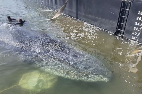 Der Wal in der Barge