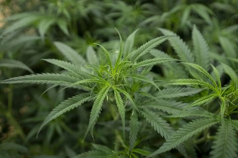 Cannabis in Aufzuchtstation