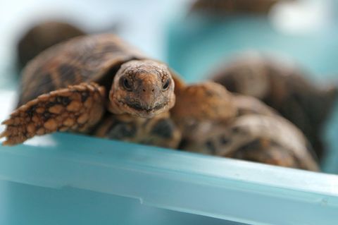 Eine indische Sternschildkröte (Symbolbild)