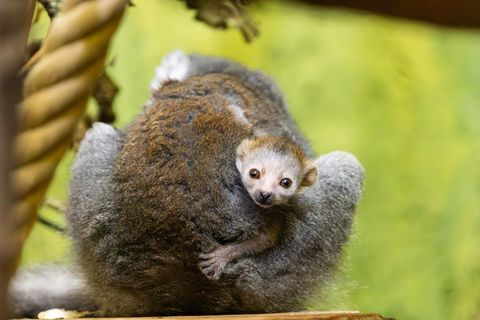 Der kleine Kronenmaki wurde erst Mitte April geboren. Foto: Christian Strauß/Zoo Dresden/dpa
