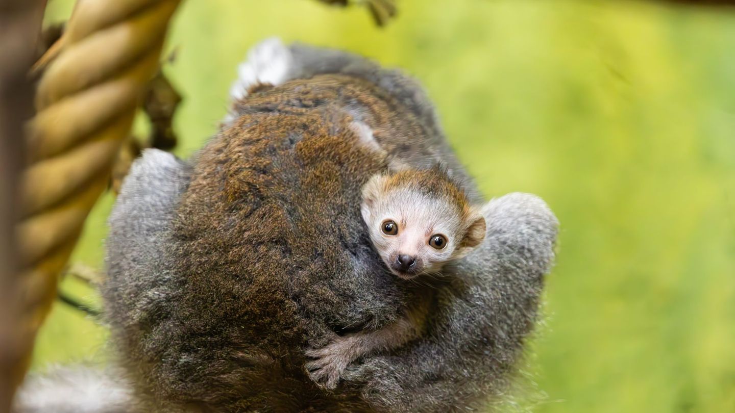 Gefährdete Art: Überraschender Neuzugang bei Dresdner Lemuren
