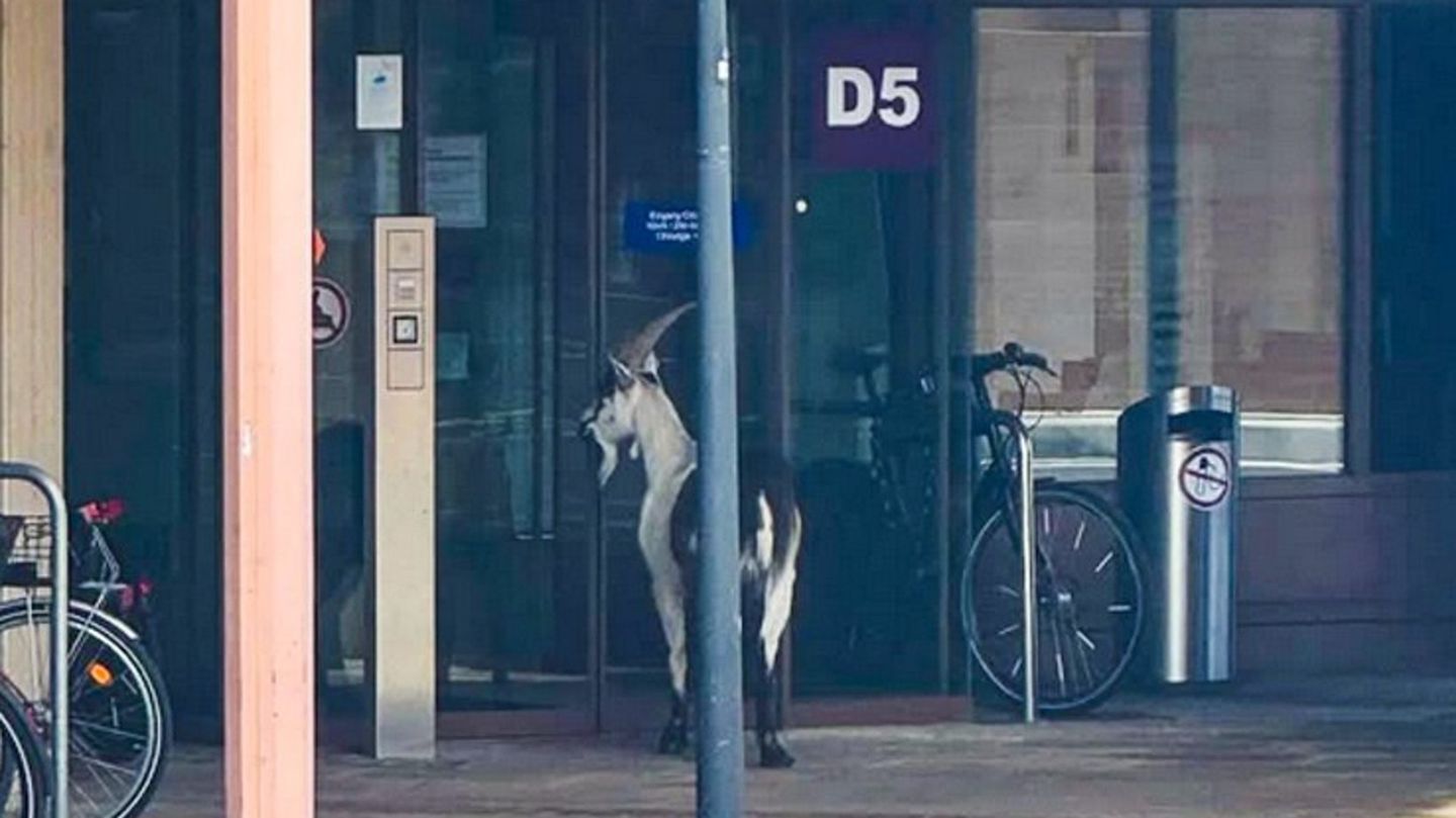 Ziegenbock vor Kliniktür - Wo bin ich denn hier gelandet? Foto: -/Universität Freiburg/dpa