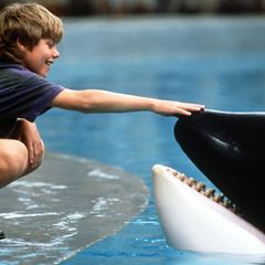 Szene aus „Free Willy“