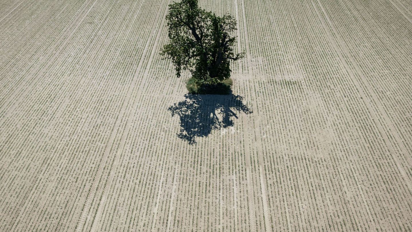 In Hessen fielen im Monatsmittel rund 20 Liter pro Quadratmeter Regen. (Archivbild) Foto: Boris Roessler/dpa