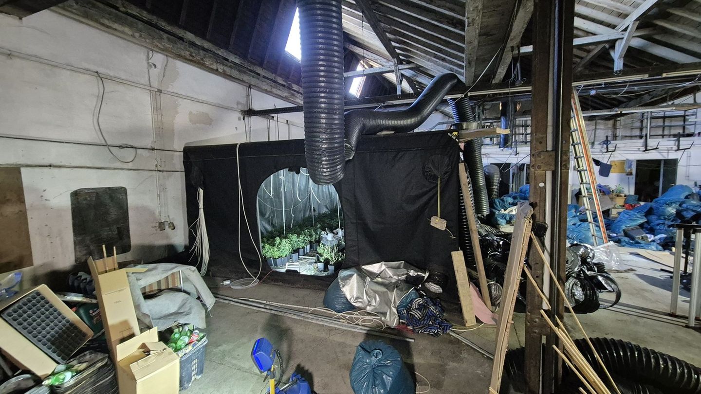 Cannabisplantage in Remscheid entdeckt. Foto: -/dpa