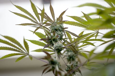 Cannabispflanze