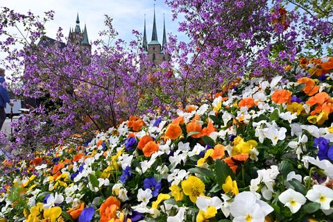Milder, trockener und sonniger als in Vergleichsjahren - das war der April in Thüringen. (Symbolbild) Foto: Martin Schutt/dpa