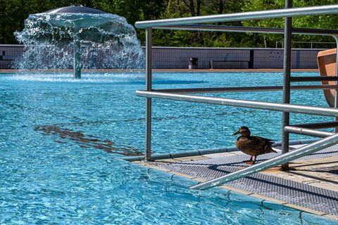 Ab Freitag können Wasserratten in die Becken des "Prinzenbads" in Kreuzberg springen. Foto: Jens Kalaene/dpa