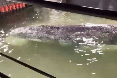 Buckelwal auf dem Weg in die Freiheit – hier singt er im Rettungskahn