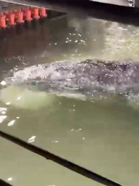 Buckelwal auf dem Weg in die Freiheit – hier singt er im Rettungskahn