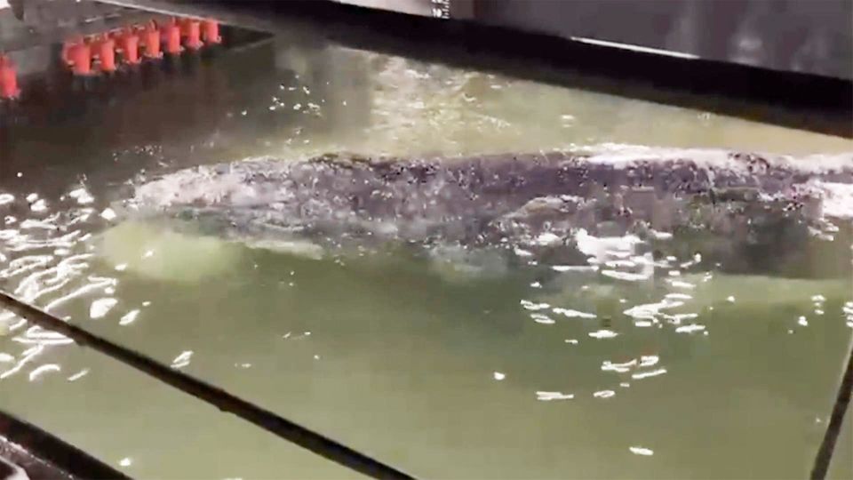 Buckelwal auf dem Weg in die Freiheit – hier singt er im Rettungskahn