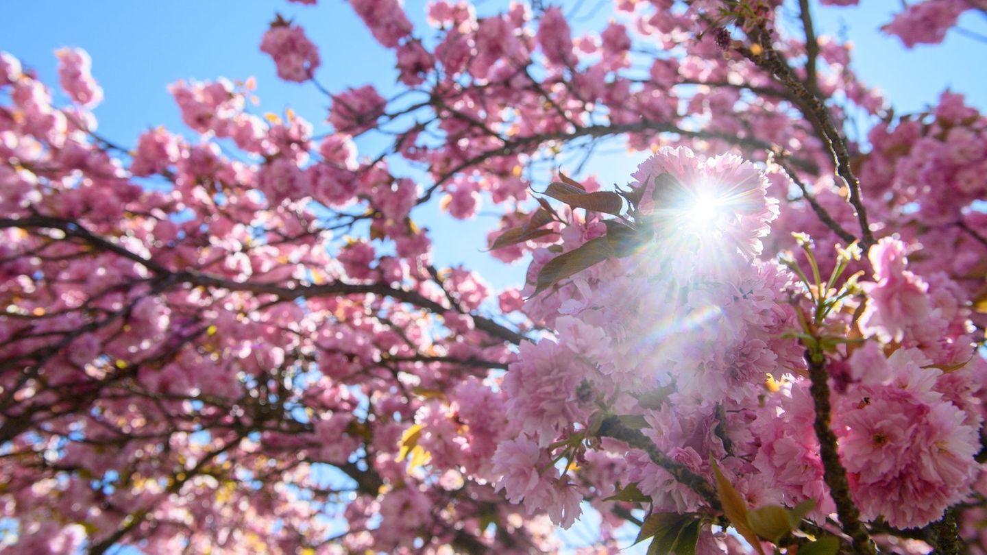 Sonnenlicht fällt im Magdeburger Holzweg auf die Blüten einer Zierkirsche. (Archivbild) Foto: Klaus-Dietmar Gabbert/dpa/ZB
