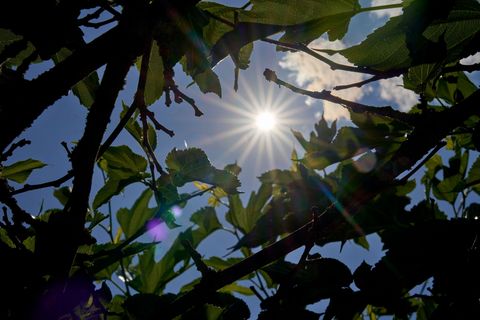 Das Saarland hat wettermäßig im April bundesweit zwei Spitzenwerte erreicht. (Symbolbild) Foto: Sascha Ditscher/dpa