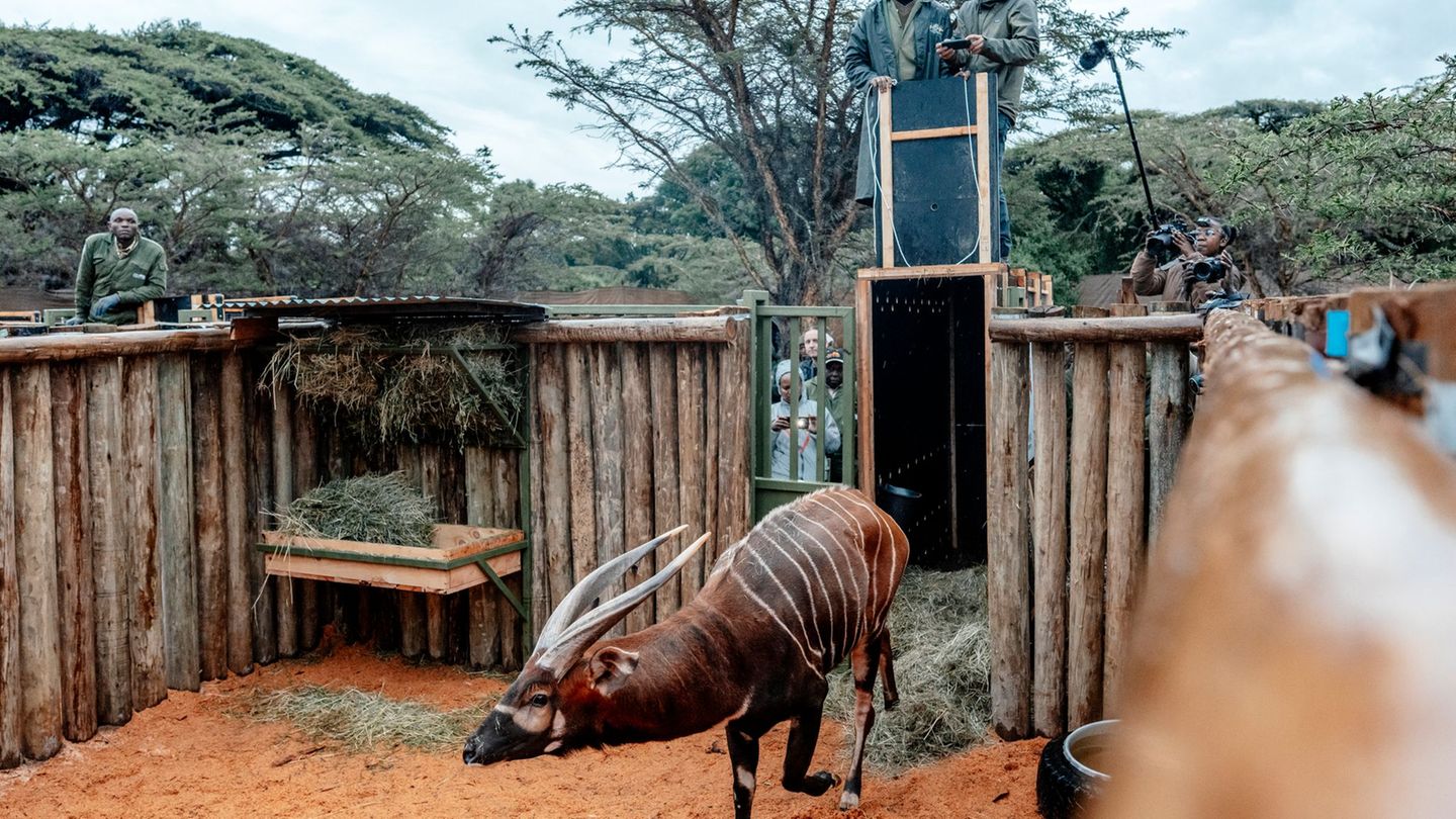 Seltene Tiere: Deutsche Bongo-Antilopen als tierische Auswanderer in Kenia