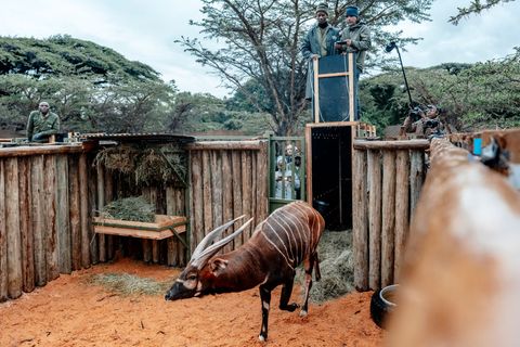 Einer der tierischen Auswanderer erkundet sein neues Zuhause Foto: -/KWS/Mount Kenya Wildlife Conservancy/dpa