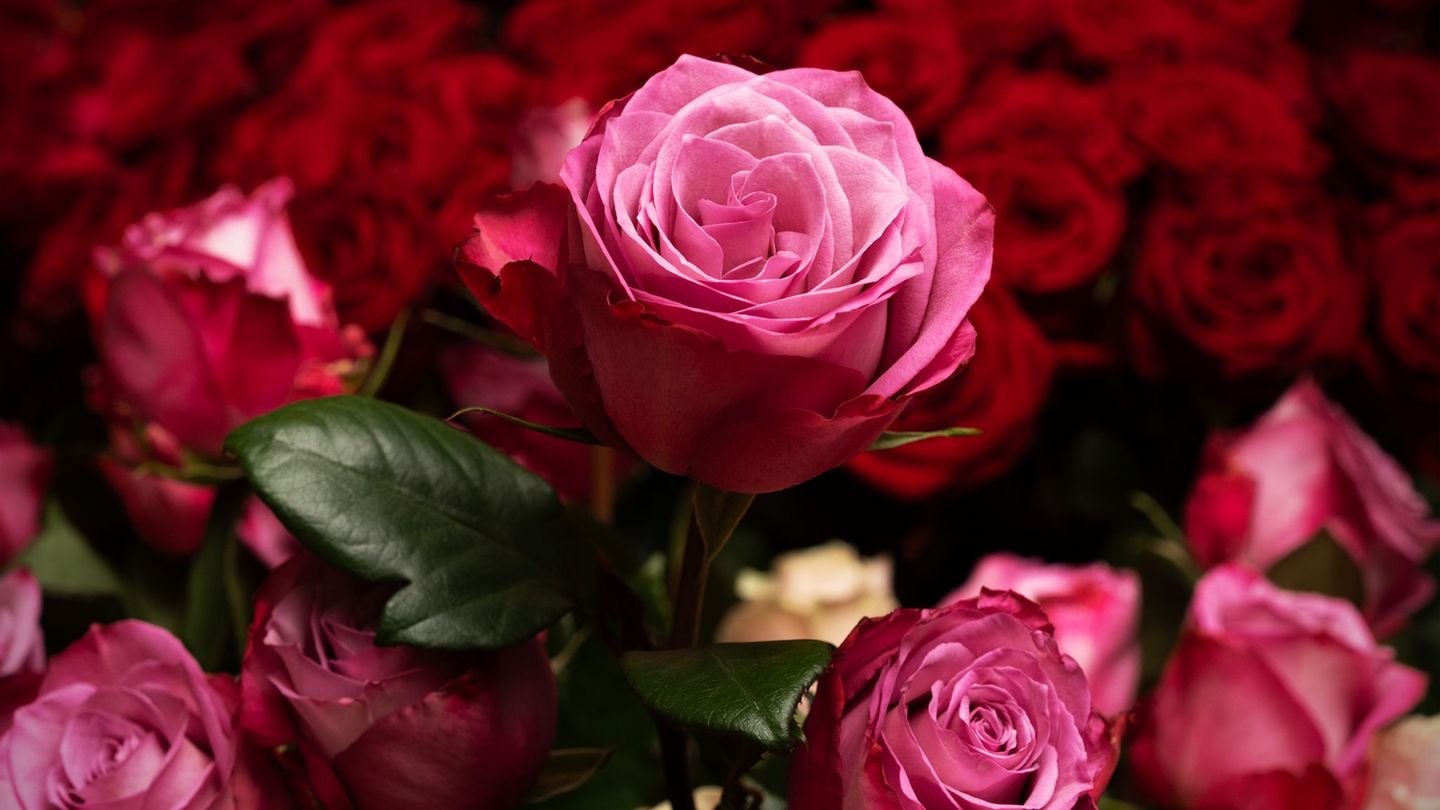 Die Rose ist die mit Abstand beliebteste Schnittblume in Deutschland. (Archivbild) Foto: Soeren Stache/dpa