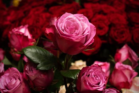 Die Rose ist die mit Abstand beliebteste Schnittblume in Deutschland. (Archivbild) Foto: Soeren Stache/dpa