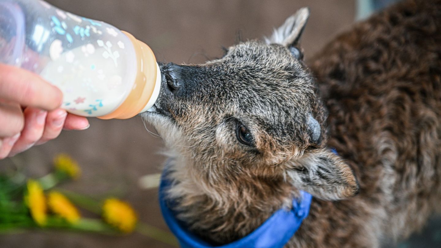 Lämmchen Henry hat alle zwei Stunden Kohldampf und braucht seinen Schoppen. Foto: Jason Tschepljakow/dpa