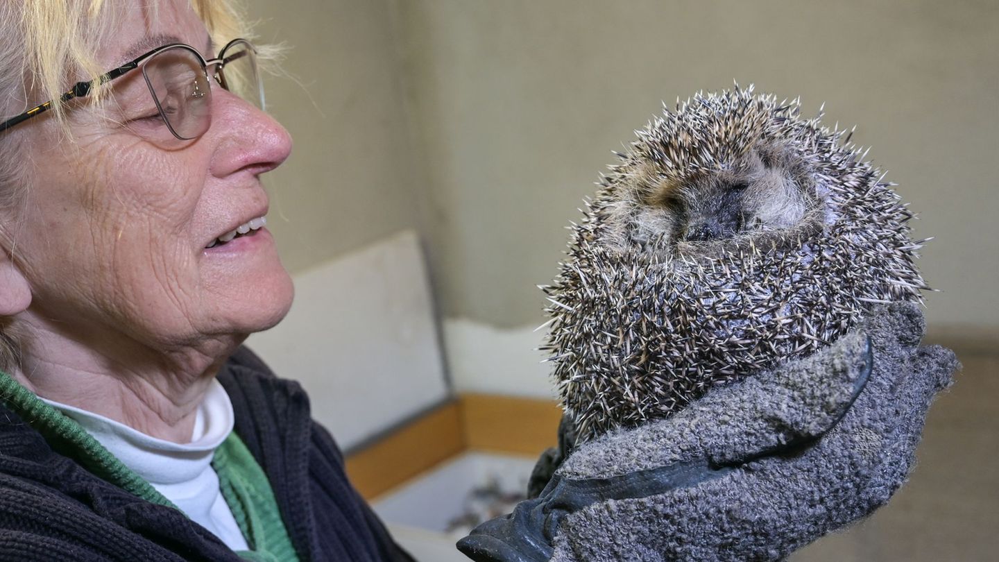 Tiere: Wenn Igel Hilfe brauchen - 81-Jährige päppelt Tiere auf