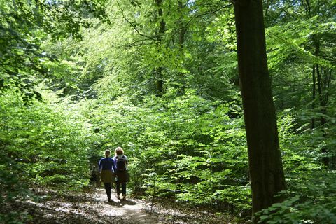 Auf schmalen Wegen geht es im Urwaldsteig durch den Wald. Foto: Uwe Zucchi/dpa