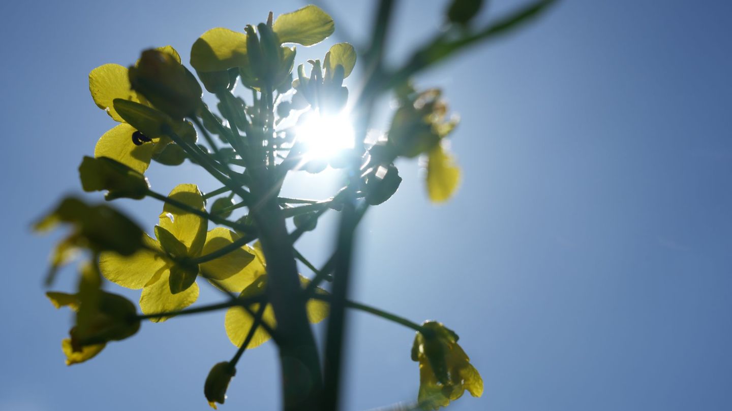 Nach früher Kälte klettern die Temperaturen heute auf Werte zwischen 18 und 20 Grad. Der Samstag verspricht sommerliche Temperat