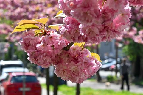 Bei bis zu 28 Grad lockt das lange Wochenende die Menschen in Sachsen-Anhalt ins Freie. (Symbolbild) Foto: Hendrik Schmidt/dpa