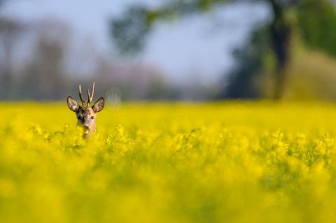 Manschnow, Deutschland. Vielleicht fragt sich dieser Rehbock an diesem sonnigen Morgen: „Ob der mich sieht?“ Er blickt neugierig aus einem Rapsfeld im Oderbruch im östlichen Brandenburg, als dem Fotografen dieser Schnappschuss gelingt.
