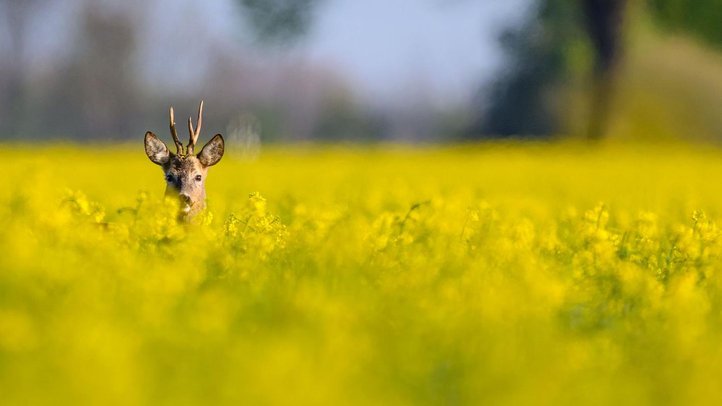 Manschnow, Deutschland. Vielleicht fragt sich dieser Rehbock an diesem sonnigen Morgen: „Ob der mich sieht?“ Er blickt neugierig aus einem Rapsfeld im Oderbruch im östlichen Brandenburg, als dem Fotografen dieser Schnappschuss gelingt.