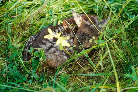 Wer ein Rehkitz findet, sollte es nicht anfassen und Fachleute kontaktieren. (Symbolbild) Foto: Uwe Anspach/dpa