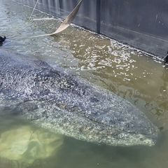Buckelwal "Timmy" ist in die für den Transport auf dem Meer vorgesehene Barge geschwommen