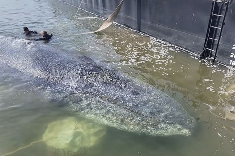 Buckelwal "Timmy" ist in die für den Transport auf dem Meer vorgesehene Barge geschwommen