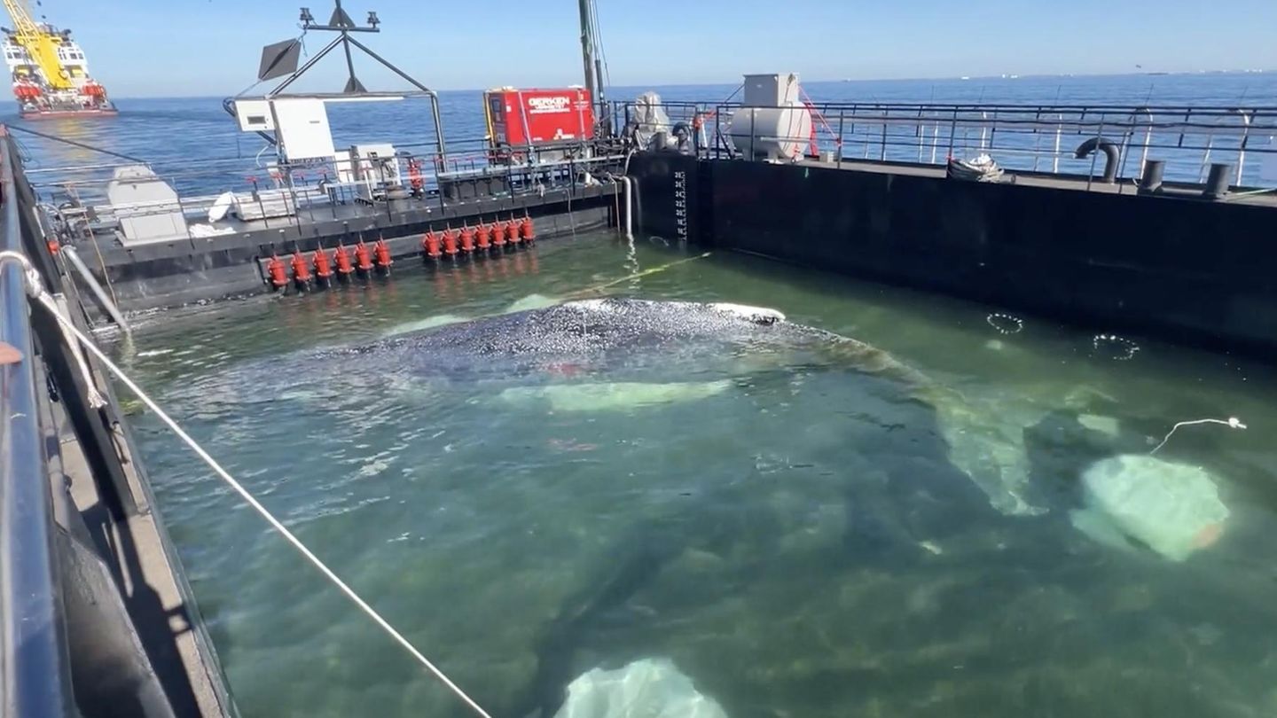 Transport in die Freiheit: Wal hat „Hälfte des Weges geschafft“ – Zustand ist noch stabil