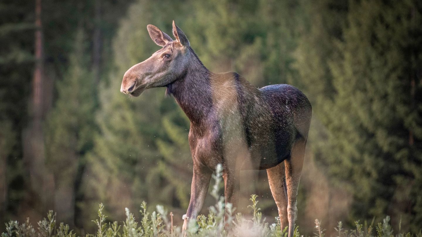 "Die große Elchwanderung" wird millionenfach gestreamt. Foto: Anders Strömquist/Den stora älgvandringen/Sveriges Television/dpa