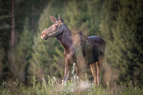 "Die große Elchwanderung" wird millionenfach gestreamt. Foto: Anders Strömquist/Den stora älgvandringen/Sveriges Television/dpa