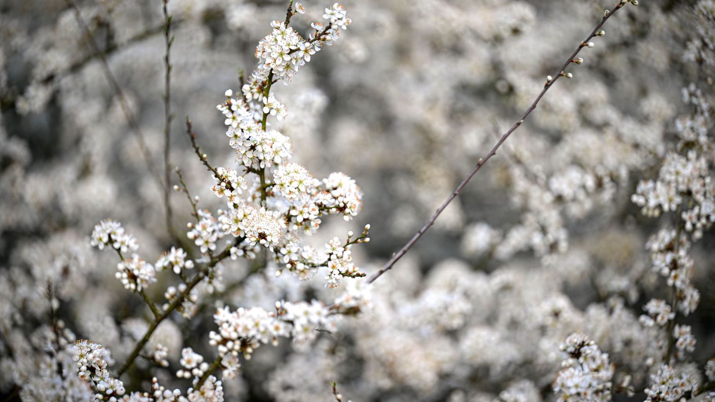 Unter anderem Schlehen sind von den Gespinsten betroffen. (Symbolbild) Foto: Sina Schuldt/dpa