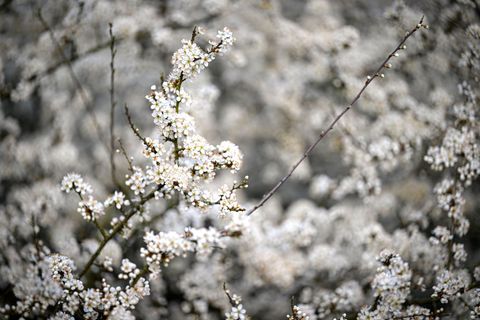 Unter anderem Schlehen sind von den Gespinsten betroffen. (Symbolbild) Foto: Sina Schuldt/dpa