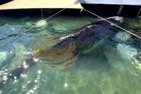 Dieses von der Rettungsinitiative zur Verfügung gestellte Foto zeigt den Wal in dem gefluteten Lastschiff