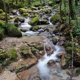 Ein Bach im Wald