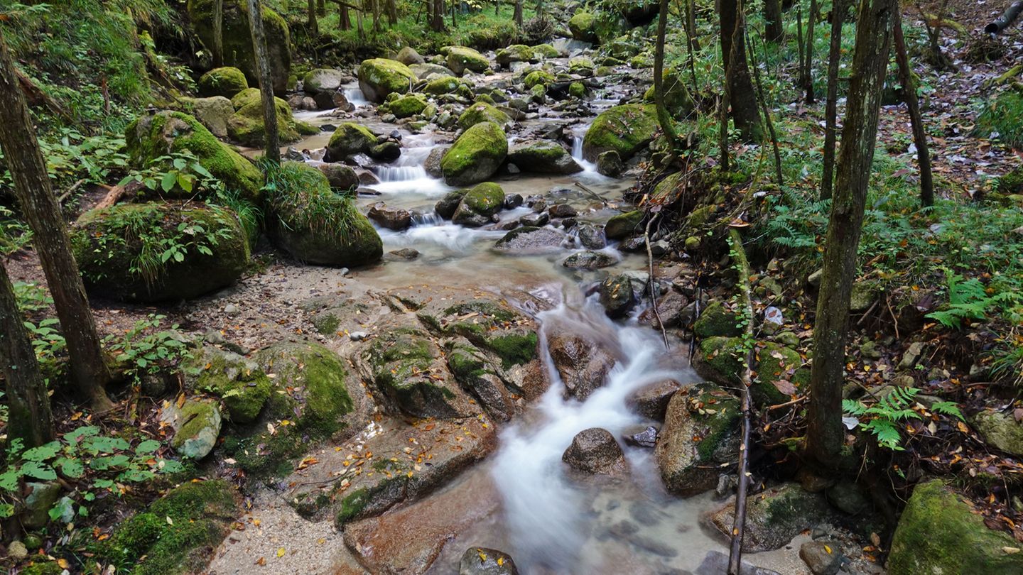Ein Bach im Wald