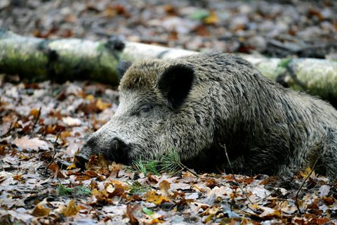 Wildschwein