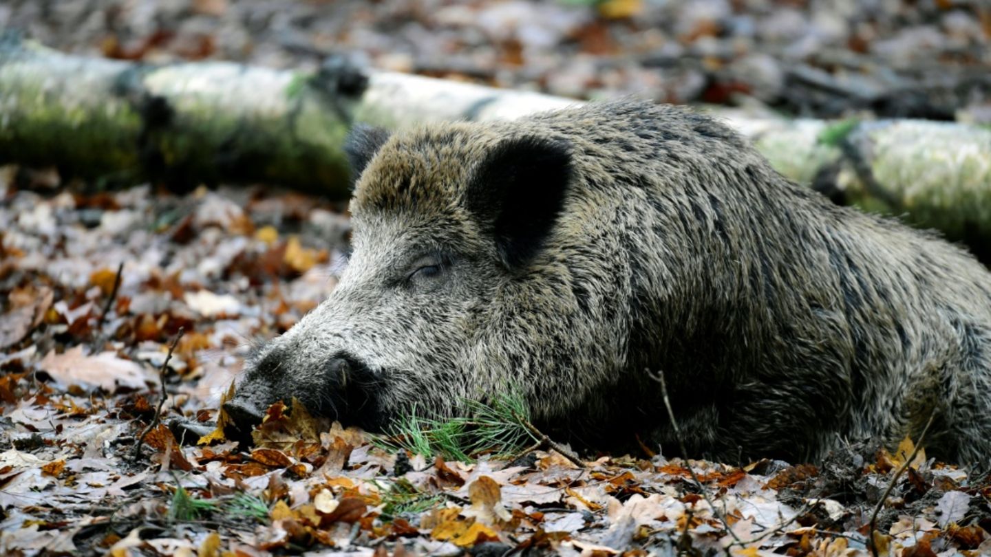 Wildschwein