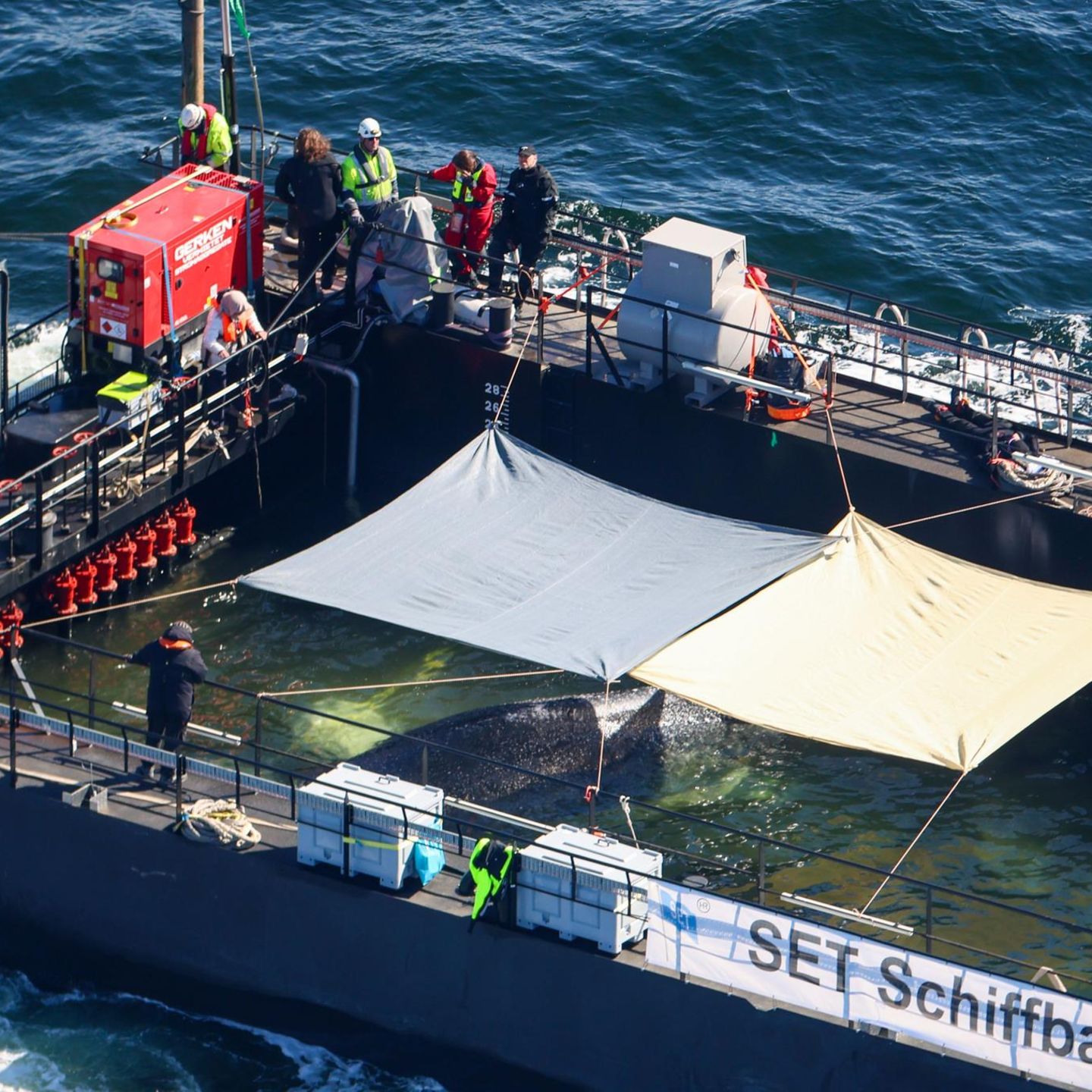 Der Wal wird in seiner Barge vom Schlepper Fortuna B durch die Ostsee gezogen