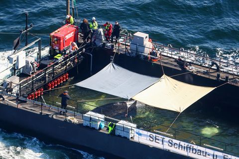 Der Wal wird in seiner Barge vom Schlepper Fortuna B durch die Ostsee gezogen