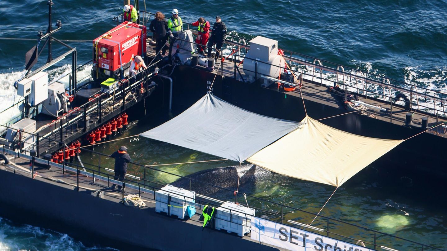 Wal-Newsblog: Hohe Wellen erwartet: Wal-Boot noch lange nicht am Ziel