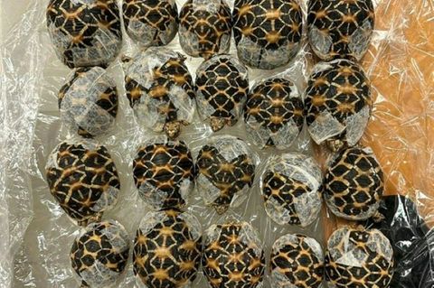 Beschlagnahmte Indische Sternschildkröten in Bangkok